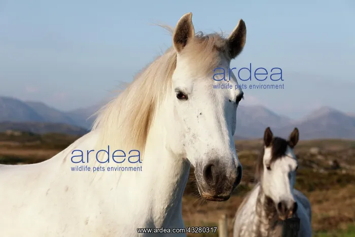 : Portrait of a white horse, Connemara, County Galway : Portrait of a white horse, Connemara, County Galway