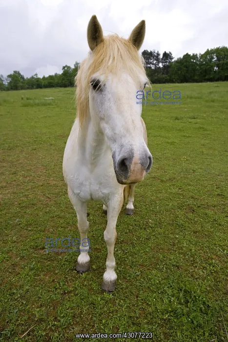: Portrait of a white Horse in a meadow Bourgogne France : Portrait of a white Horse in a meadow Bourgogne France