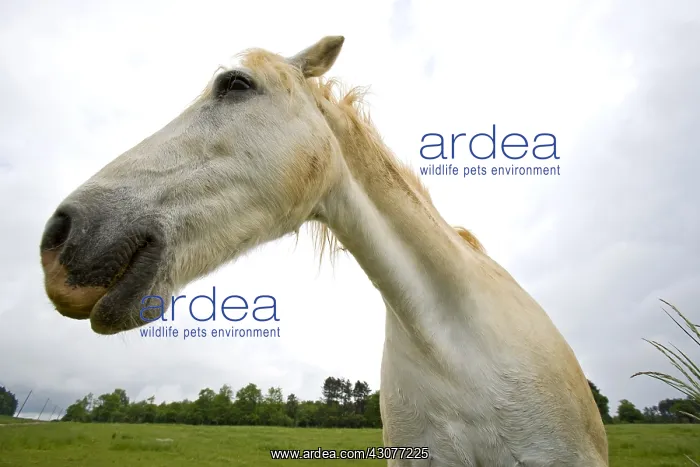 : Portrait of a white Horse in a meadow Bourgogne France : Portrait of a white Horse in a meadow Bourgogne France