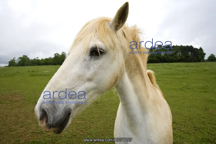 : Portrait of a white Horse in a meadow Bourgogne France : Portrait of a white Horse in a meadow Bourgogne France
