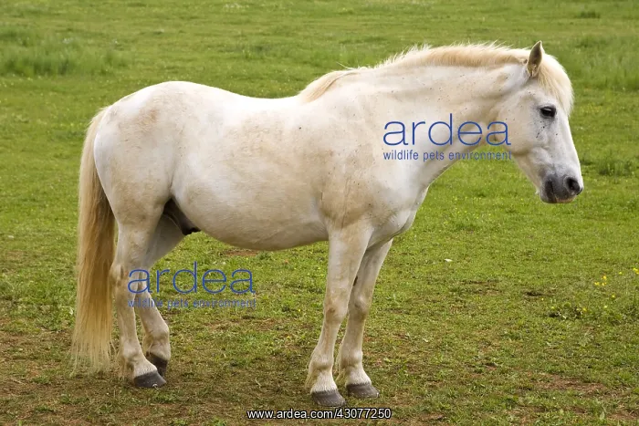 : Portrait of a white Horse in a meadow Bourgogne France : Portrait of a white Horse in a meadow Bourgogne France