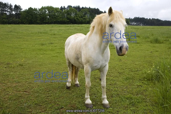 : Portrait of a white Horse in a meadow Bourgogne France : Portrait of a white Horse in a meadow Bourgogne France