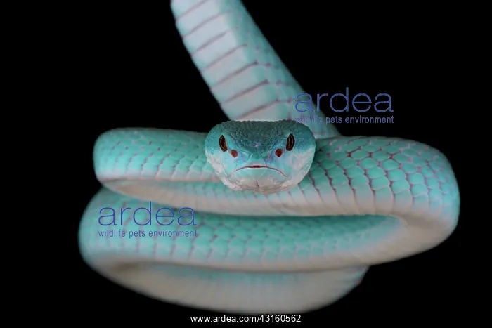 : Portrait of White-lipped island pitviper (Trimeresurus : Portrait of White-lipped island pitviper (Trimeresurus