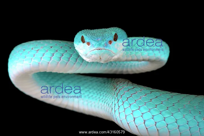: Portrait of White-lipped island pitviper (Trimeresurus : Portrait of White-lipped island pitviper (Trimeresurus