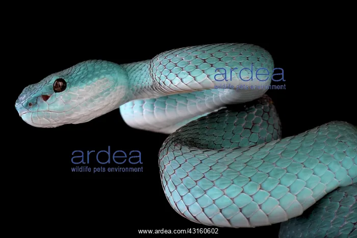  : Portrait of White-lipped island pitviper (Trimeresurus