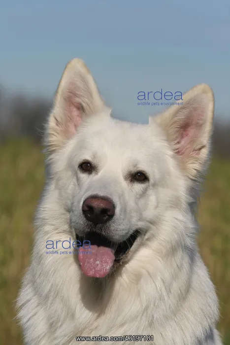 : Portrait of a White Swiss Shepherd Weisser Schweizer : Portrait of a White Swiss Shepherd Weisser Schweizer