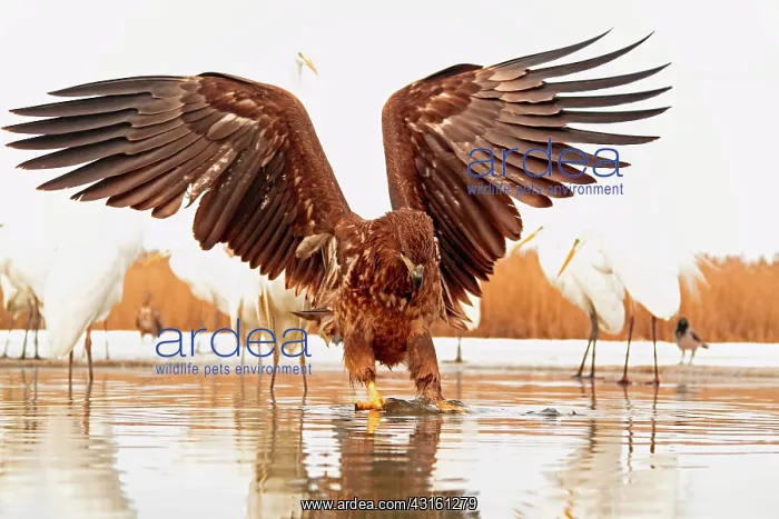 : Portrait of a White-tailed Eagle and fish with Great : Portrait of a White-tailed Eagle and fish with Great