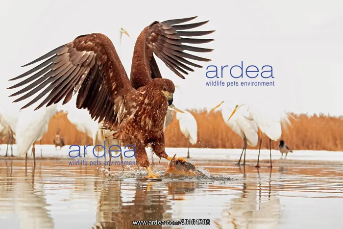 : Portrait of a White-tailed Eagle and fish with Great : Portrait of a White-tailed Eagle and fish with Great