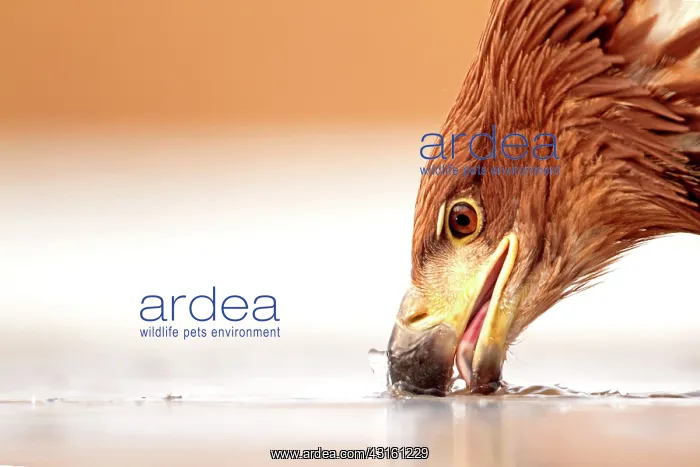 : Portrait of a White-tailed Eagle putting its beak : Portrait of a White-tailed Eagle putting its beak