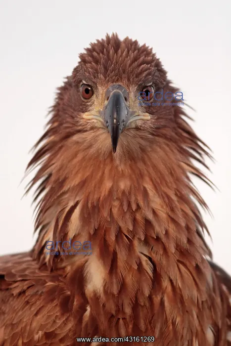 : Portrait of a White-tailed Eagle ruffled : Portrait of a White-tailed Eagle ruffled