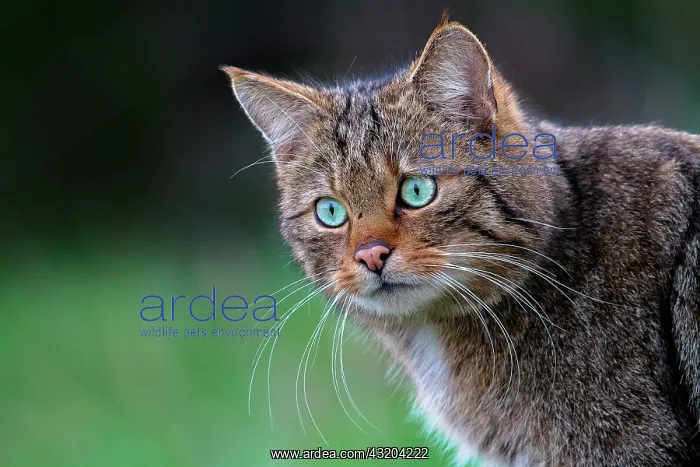 : Portrait of Wild cat (Felis silsvestris), Ardennes : Portrait of Wild cat (Felis silsvestris), Ardennes