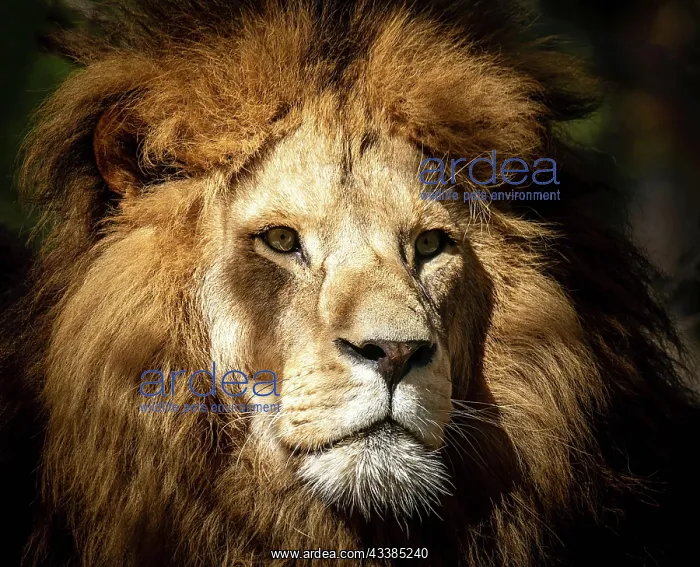 : Portrait of a wild, dangerous male lion : Portrait of a wild, dangerous male lion