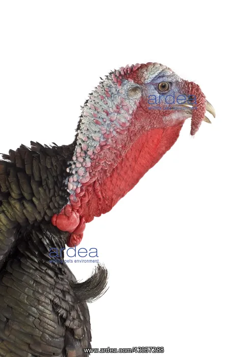 : Portrait of Wild Turkey male in studio : Portrait of Wild Turkey male in studio