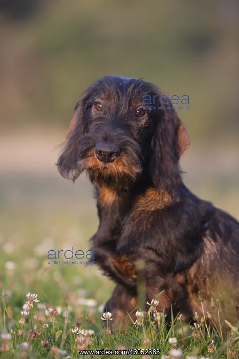 : Portrait of Wire-haired Dachshund puppy seated in a meadow : Portrait of Wire-haired Dachshund puppy seated in a meadow