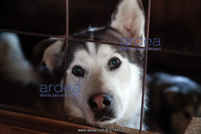 : Portrait of Wolf Dog Cross - Quebec Canada : Portrait of Wolf Dog Cross - Quebec Canada