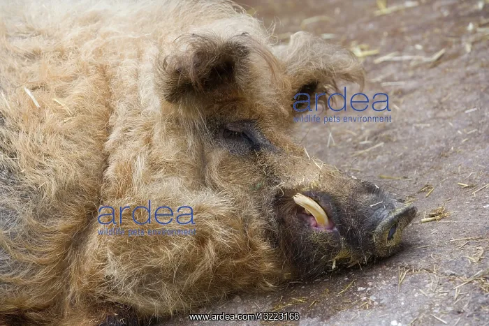 : Portrait of Woolly pig lying lying - France : Portrait of Woolly pig lying lying - France