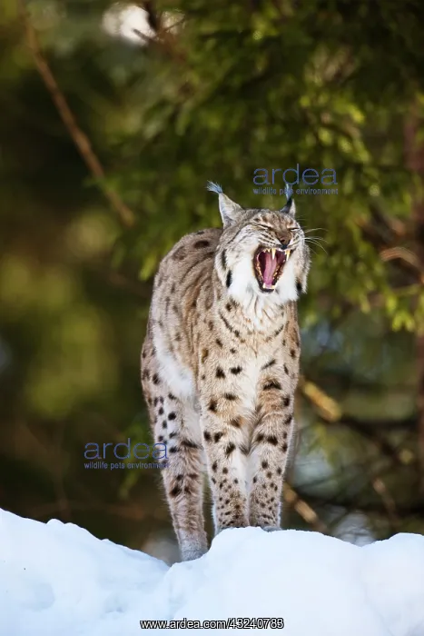 : Portrait of a yawning Eurasian Lynx (Lynx : Portrait of a yawning Eurasian Lynx (Lynx