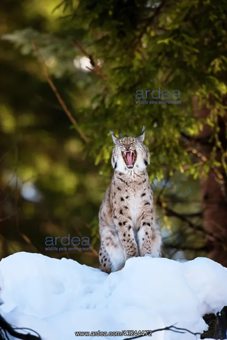 : Portrait of a yawning Eurasian Lynx (Lynx : Portrait of a yawning Eurasian Lynx (Lynx