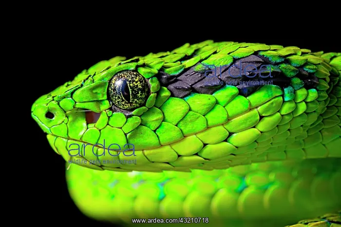  : Portrait of Yellow-blotched palm-pitviper (Bothriechis