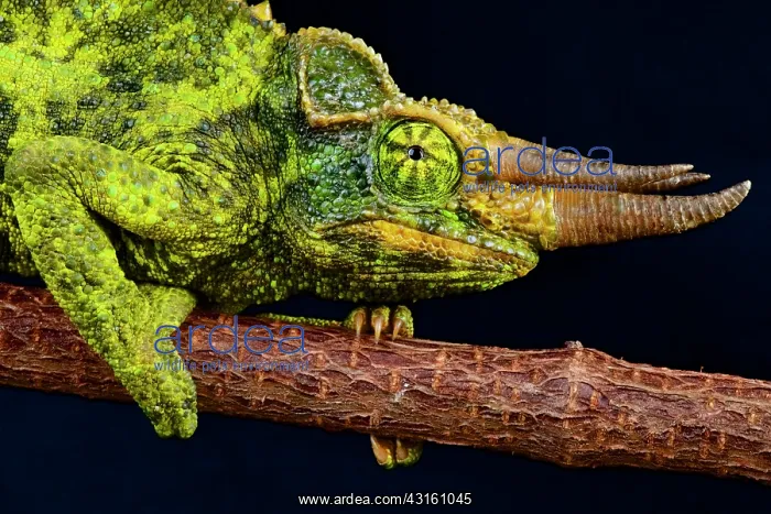 : Portrait of Yellow-crested Jackson Chameleon (Trioceros : Portrait of Yellow-crested Jackson Chameleon (Trioceros