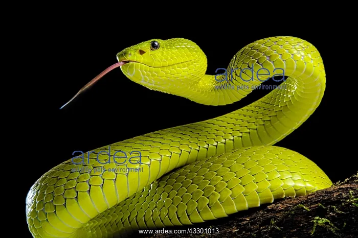  : Portrait of Yellow Flores PitViper (Trimeresurus