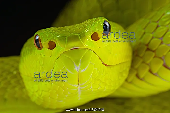  : Portrait of Yellow Flores PitViper (Trimeresurus