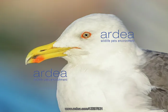 : Portrait of a yellow-legged gull (Larus michahellis) : Portrait of a yellow-legged gull (Larus michahellis)