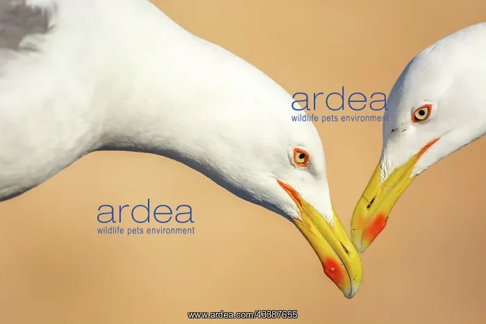 : Portrait of two yellow-legged gull (Larus michahellis) : Portrait of two yellow-legged gull (Larus michahellis)