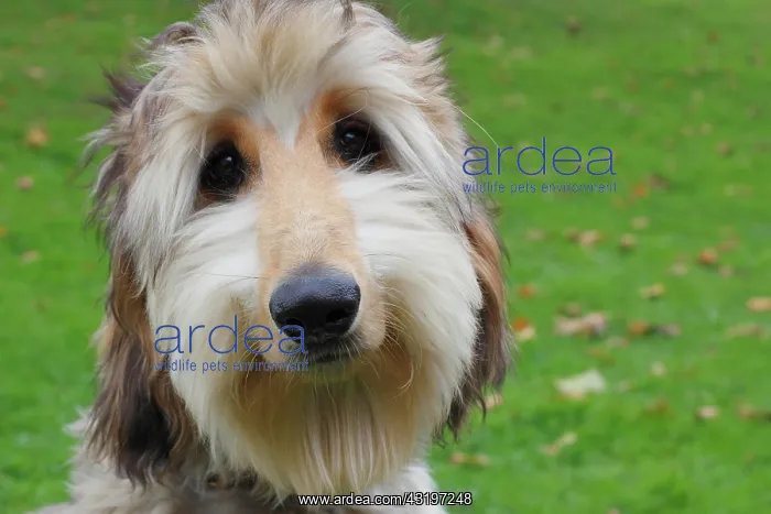 : Portrait of a young Afghan Hound, Germany, Europe : Portrait of a young Afghan Hound, Germany, Europe