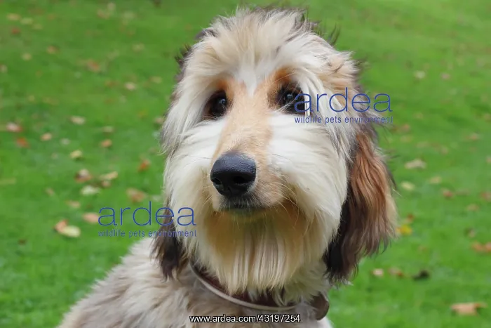 : Portrait of a young Afghan Hound, Germany, Europe : Portrait of a young Afghan Hound, Germany, Europe