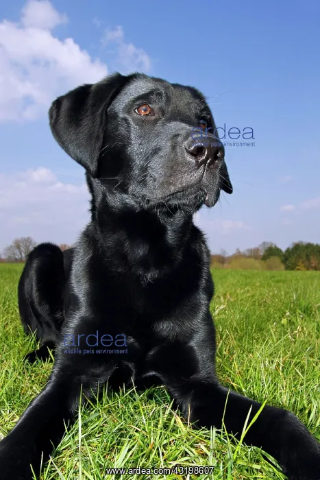 : Portrait of young black male Labrador Retriever : Portrait of young black male Labrador Retriever