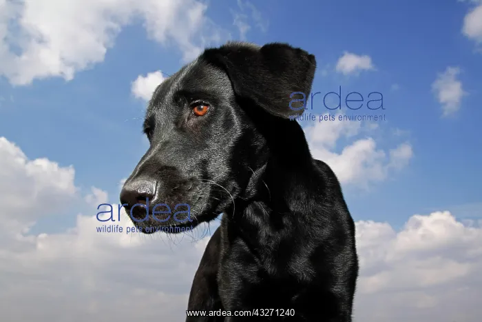 : Portrait of young black male Labrador Retriever : Portrait of young black male Labrador Retriever