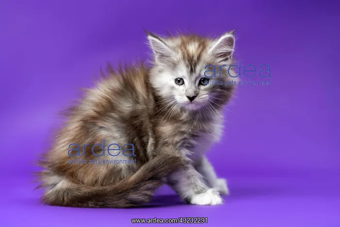 : Portrait of young black silver patched tabby Maine : Portrait of young black silver patched tabby Maine