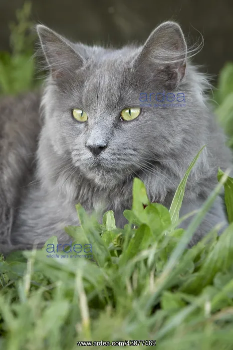 : Portrait of a young blue Maine Coon cat : Portrait of a young blue Maine Coon cat