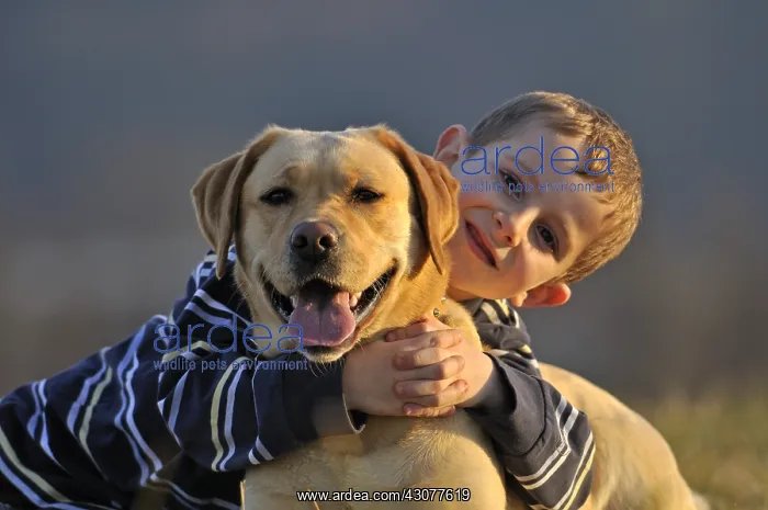 : Portrait of a young boy and his Labrador dog : Portrait of a young boy and his Labrador dog