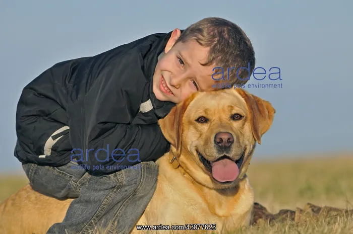  : Portrait of a young boy and his Labrador dog