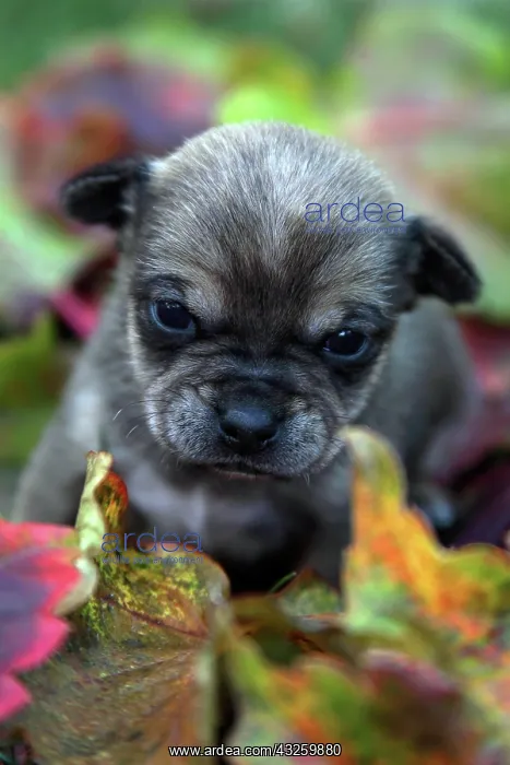 : Portrait of Young Chihuahua and dead leaves - France : Portrait of Young Chihuahua and dead leaves - France