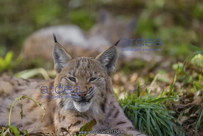  : Portrait of a young Eurasian lynx (Lynx lynx) lying on the forest floor