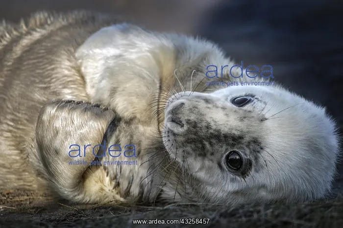 : Portrait of young gray seal (Halichoerus grypus) : Portrait of young gray seal (Halichoerus grypus)