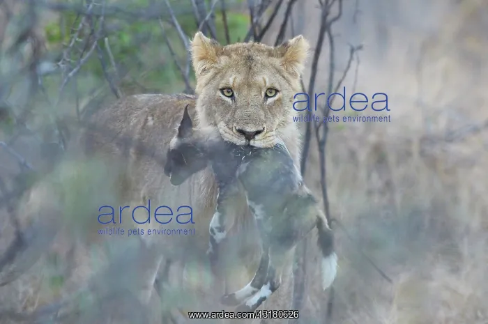 : Lion. Portrait of a young male Lion (Panthera leo) with a just killed juvenile : Lion. Portrait of a young male Lion (Panthera leo) with a just killed juvenile