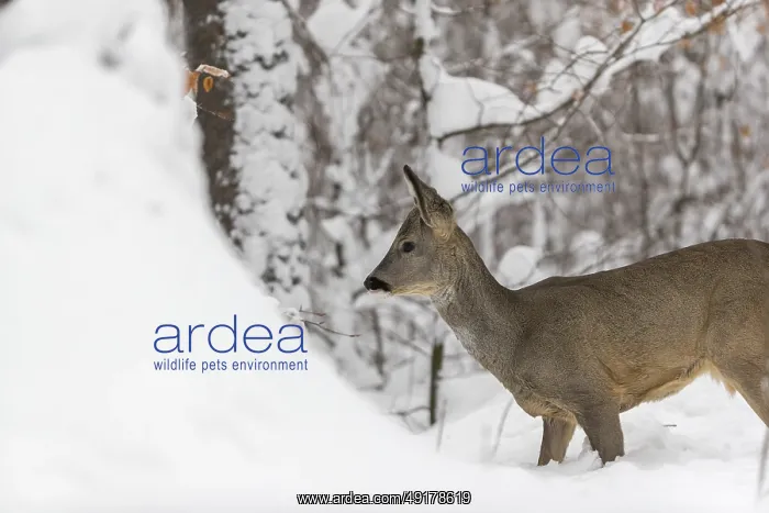: Portrait of a young male Roe Deer : Portrait of a young male Roe Deer