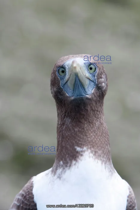 : Portrait of a young Masked Booby, Sula dactylatra, Malpelo I : Portrait of a young Masked Booby, Sula dactylatra, Malpelo I