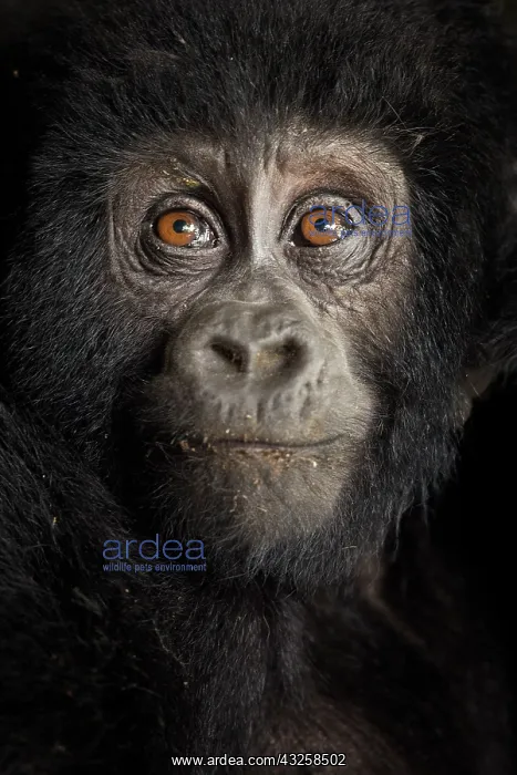 : Portrait of a young Mountain Gorilla (Gorilla beringei : Portrait of a young Mountain Gorilla (Gorilla beringei