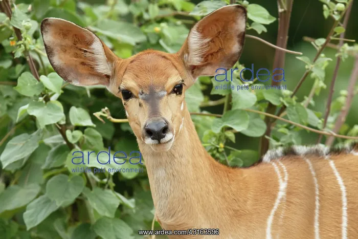 : Nyala. Portrait of a young Nyala (Tragelaphus angasii) female with a tick on the eye