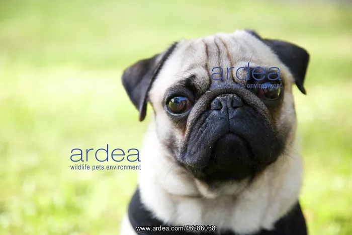 : Portrait of a young pug on a meadow Portrait eines : Portrait of a young pug on a meadow Portrait eines