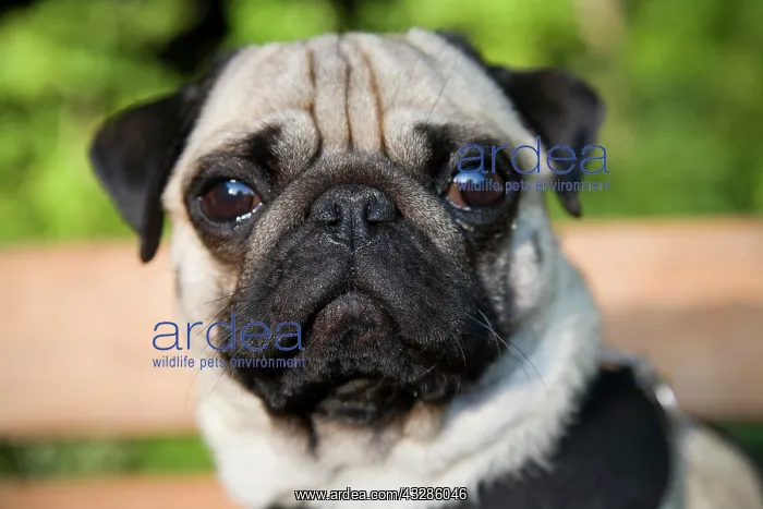 : Portrait of a young pug Portrait eines jungen Mopses : Portrait of a young pug Portrait eines jungen Mopses