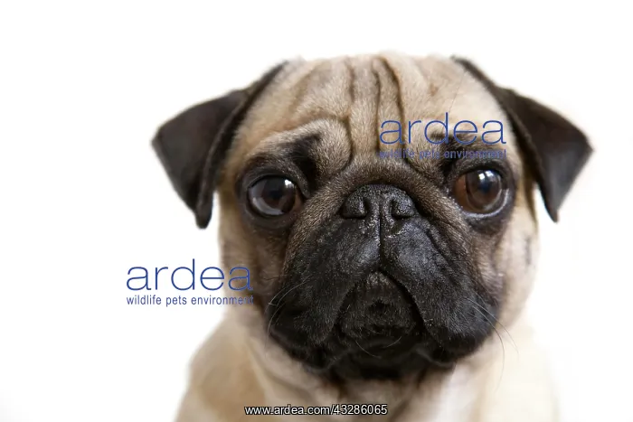 : Portrait of a young pug Portrait eines jungen Mopses : Portrait of a young pug Portrait eines jungen Mopses