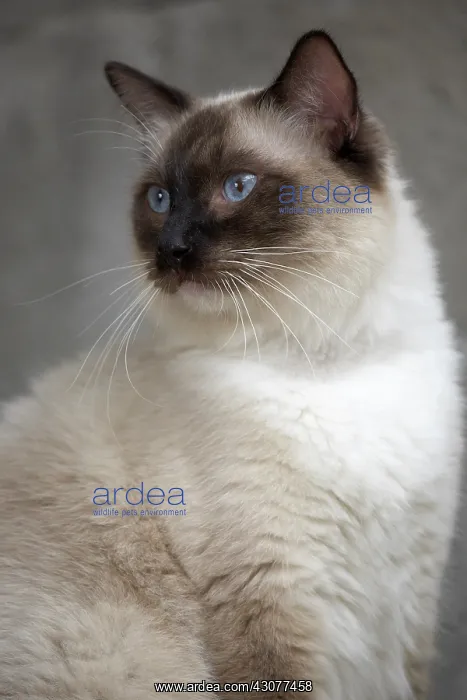 : Portrait of a young Ragdoll : Portrait of a young Ragdoll