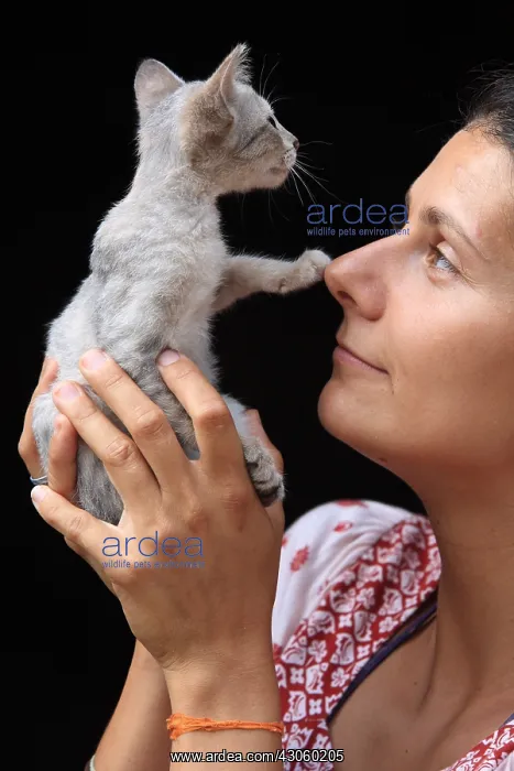 : Portrait of a young woman with a gray kitten in Burma : Portrait of a young woman with a gray kitten in Burma