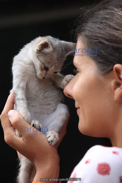 : Portrait of a young woman with a gray kitten in Burma : Portrait of a young woman with a gray kitten in Burma